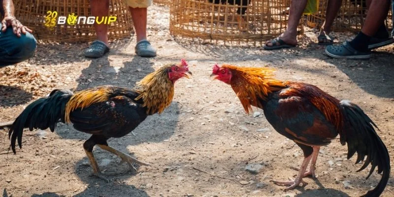 3 điểm đặc biệt của chọi gà cựa dao