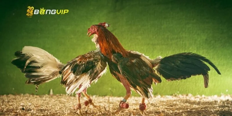 3 điểm đặc biệt tạo nên sức hút đá gà Thomo