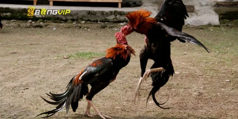 3 kinh nghiệm thưởng thức và cược gà C1