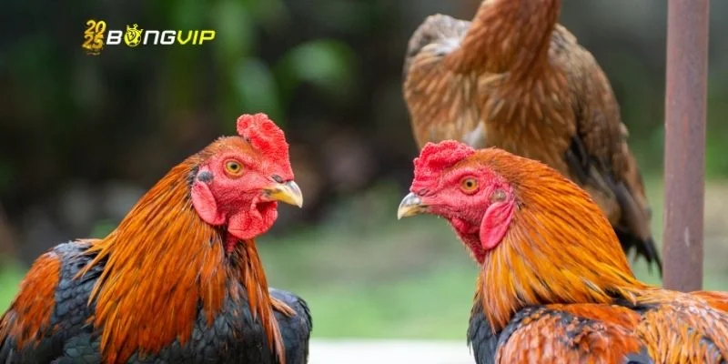 3 yếu tố giúp đá gà C1 trực tiếp luôn được săn đón