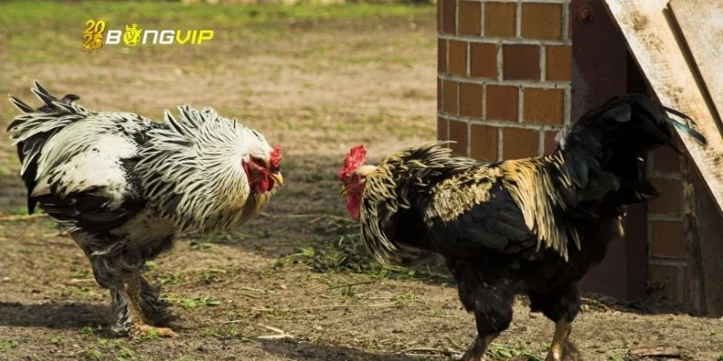Đá gà cựa dao luôn được hội viên săn đón