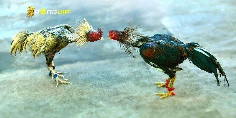 Đá gà cựa sắt là kiểu chọi kê thú vị kịch tính