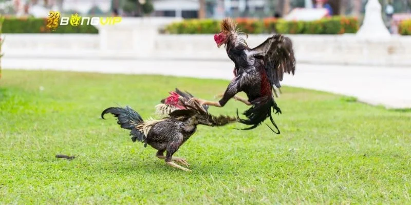 Đá gà Thomo hôm nay được hội viên ưa chuộng