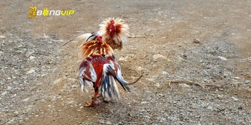 Giải thích thuật ngữ đá gà mạng là gì?