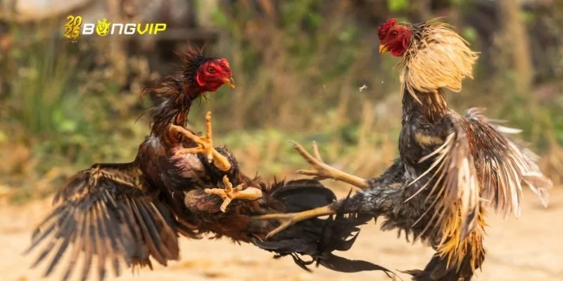 Luật tổ chức trận chọi kê cựa dao chuyên nghiệp