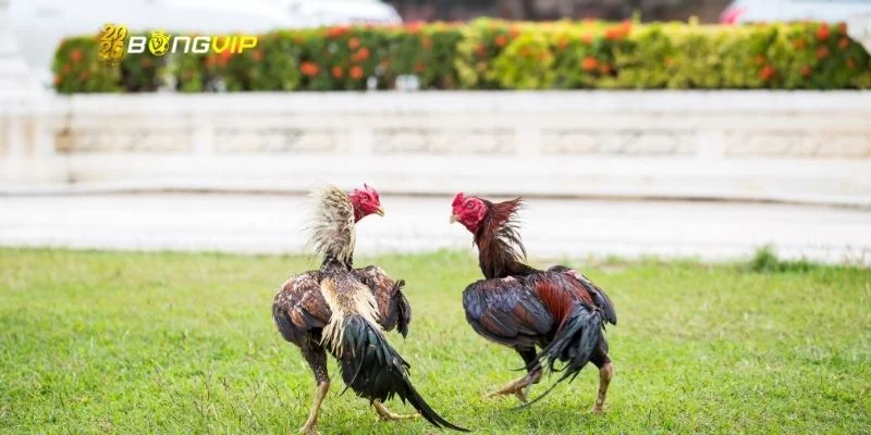 Thể lệ tổ chức chọi gà cựa sắt chi tiết